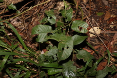 Rubus nebulosus