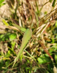 Setaria