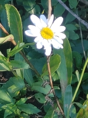 Leucanthemum maximum