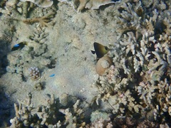 Zebrasoma scopas