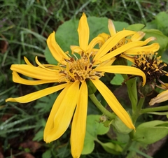 Ligularia dentata