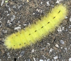 Apatelodes torrefacta