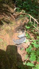 Fomitopsis