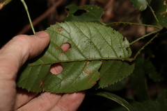 Rubus nebulosus