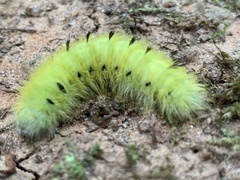 Apatelodes torrefacta