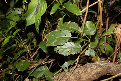 Rubus nebulosus