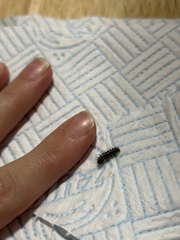 Callimorpha dominula