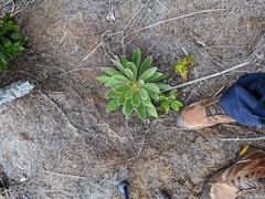 Espeletia corymbosa