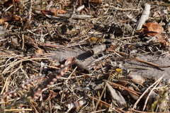 Colletes