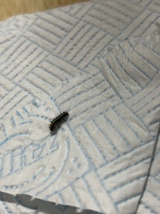 Callimorpha dominula