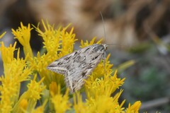 Loxostege cereralis