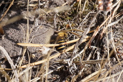 Colletes