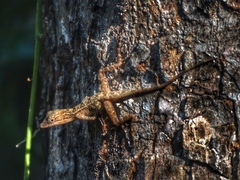 Anolis rodriguezii