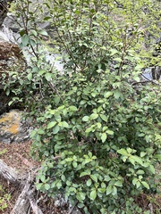 Maytenus magellanica