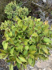 Maytenus magellanica