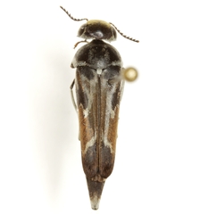 Glipa hilaris