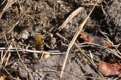 Colletes