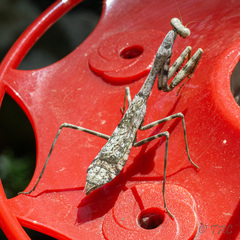 Stagmomantis carolina