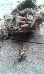 Micrathena sexspinosa