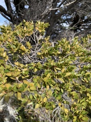Nothofagus betuloides