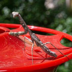 Stagmomantis carolina