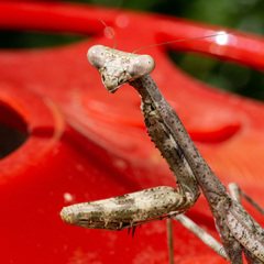 Stagmomantis carolina