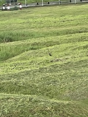 Ardea purpurea