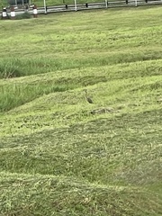 Ardea purpurea