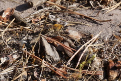 Colletes