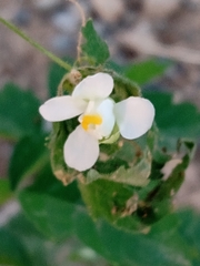 Cardiospermum corindum