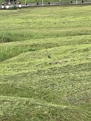 Ardea purpurea