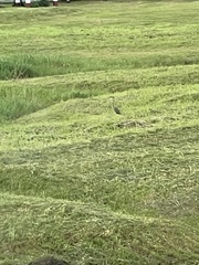 Ardea purpurea