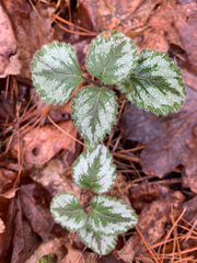 Lamium galeobdolon argentatum