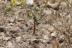 Palpares libelluloides