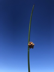 Schoenoplectus pungens