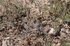 Palpares libelluloides