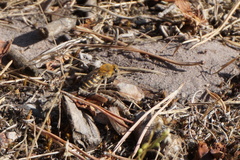 Colletes