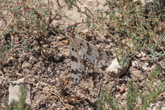 Palpares libelluloides