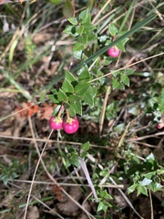 Gaultheria