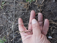 Triglochin laxiflora
