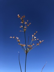 Juncus diffusissimus