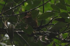 Anabacerthia striaticollis