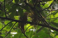 Anabacerthia striaticollis