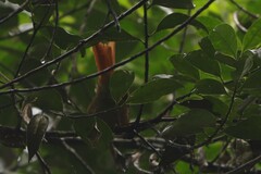 Anabacerthia striaticollis
