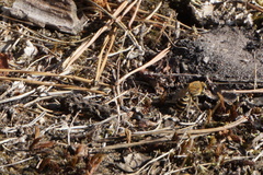 Colletes