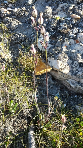Silene sorensenis