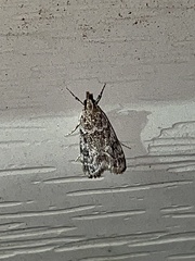 Eudonia heterosalis