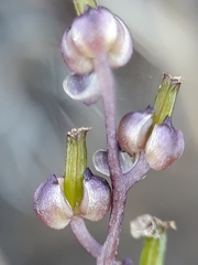Triglochin laxiflora