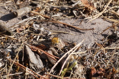Colletes