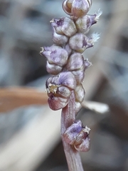 Triglochin laxiflora